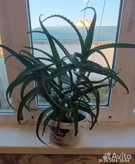 Алоэ лечебный