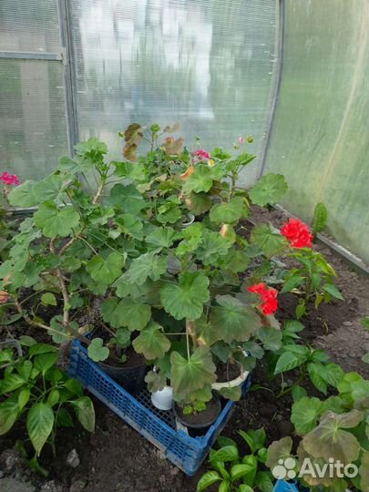 Пеларгония герань