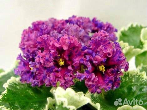 Фиалки сортовые