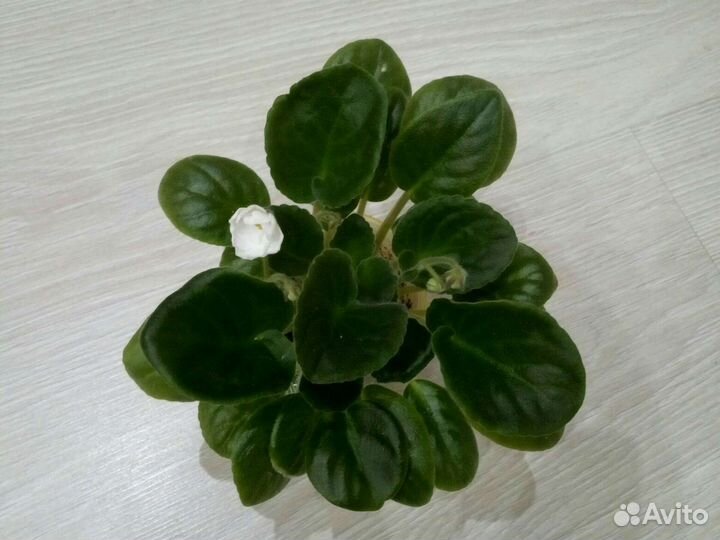 Фиалка та что на фото