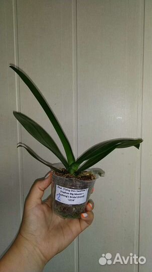 Орхидея Tying Shin Swallow