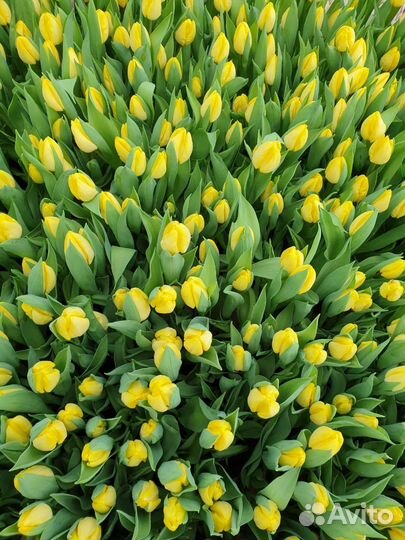 Тюльпаны к 8 марта оптом