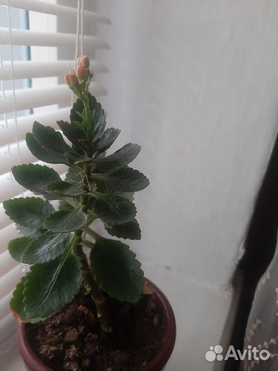 Комнатные цветы