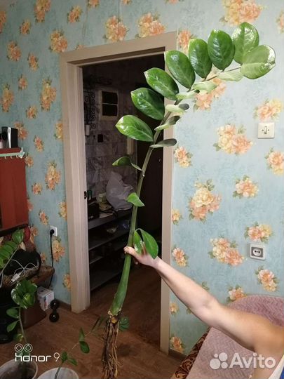 Замиокулькас (долларовое дерево)