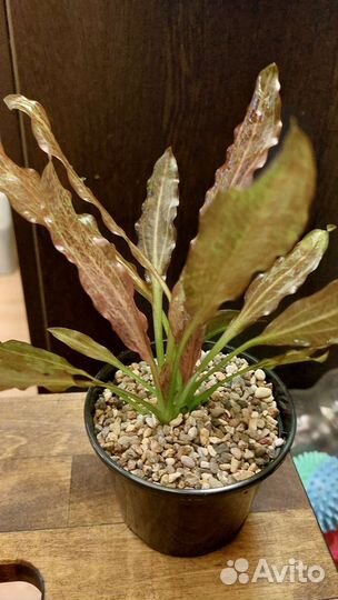 Аквариумные растения