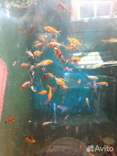 Малек кометы и кои