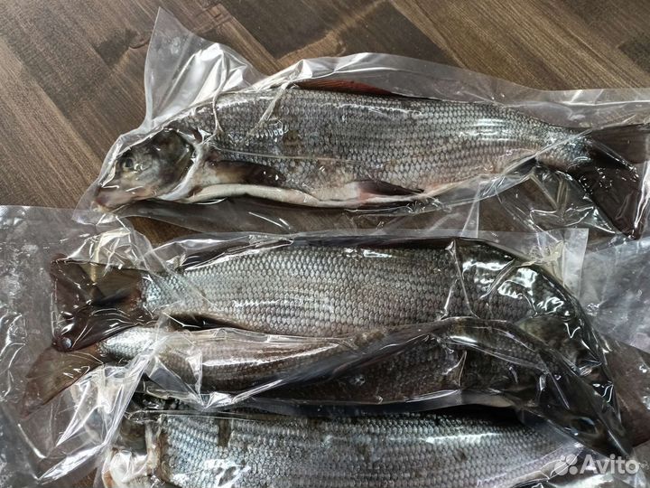 Хариус слабосолёный