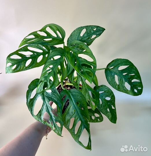 Монстера адансона