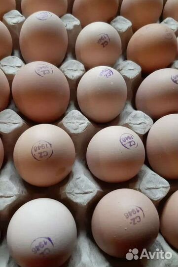 Инкубационное яйцо Бройлера