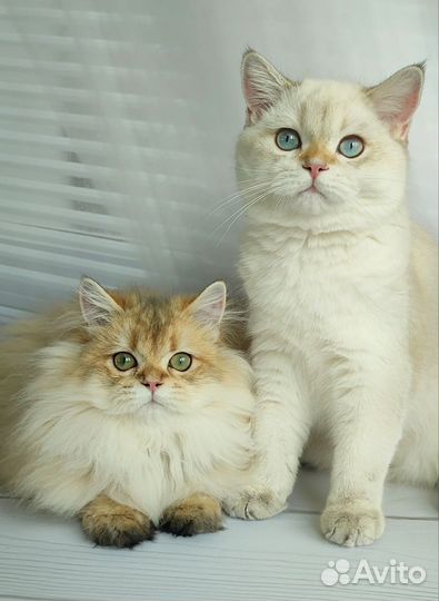 Золотые котята
