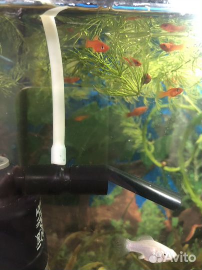 Рыба меченосец мальки