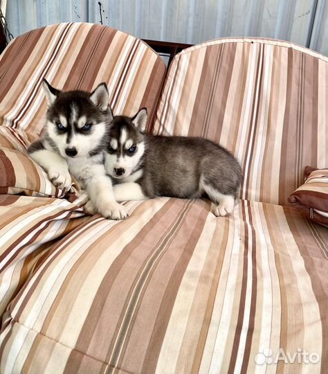 Сибирский хаски мальчик и девочка