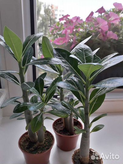 Адениумы сортовые