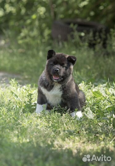 Щенки американской акиты