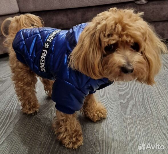 Одежда для собак
