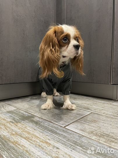 Комбинезон дождевик для собаки