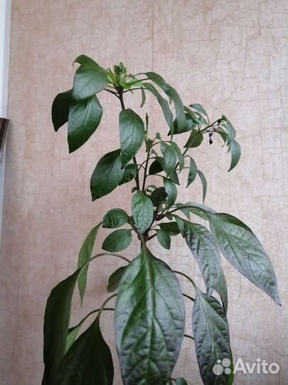 Рассада комнатный перец острый сладкий