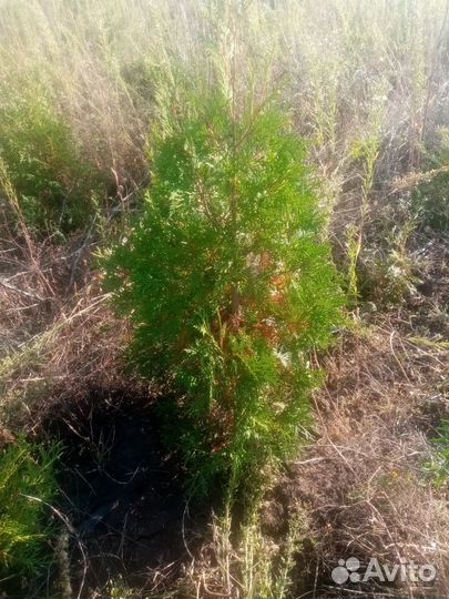 Туя разновидовая