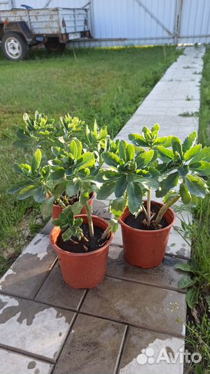 Купена, очиток, борвинок