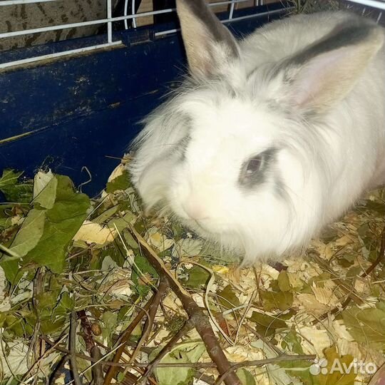 Корм для декоративных кроликов