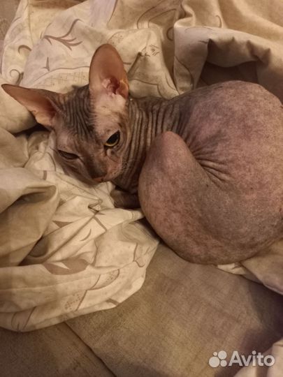 Кошка сфинкс бесплатно
