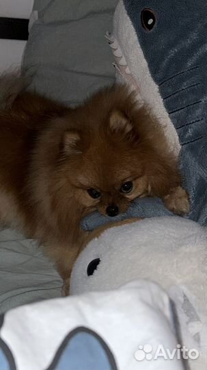 Померанский шпиц на вязку