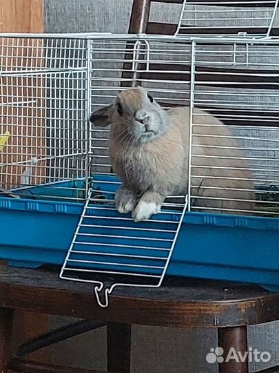 Декоративные кролики