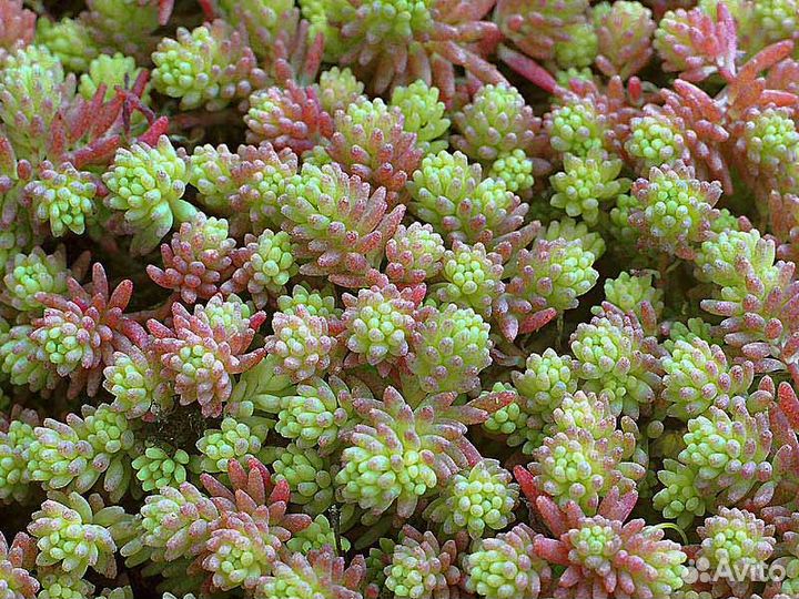 Седум очиток едкий