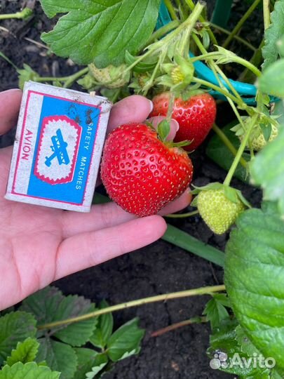 Клубника ремонтантная рассада
