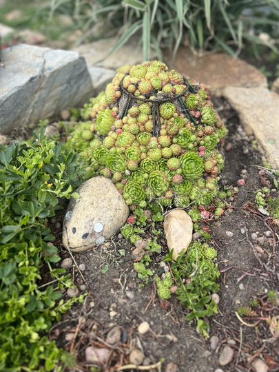 Центр-питомник