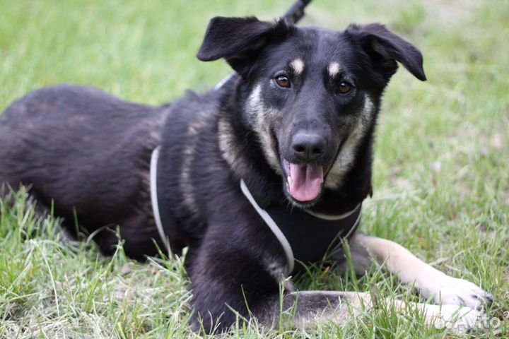 Любвеобильный щенок нуждается в хозяине