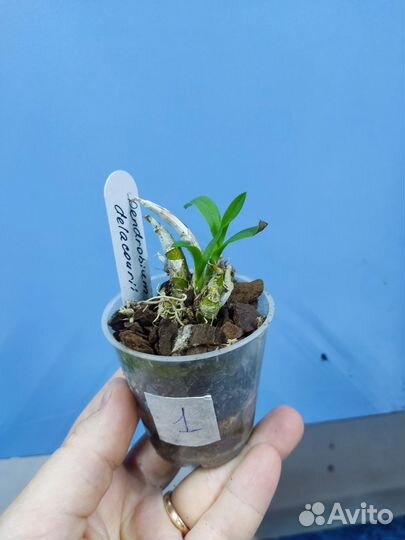 Орхидея. Дендробиум. Dendrobium delacourii