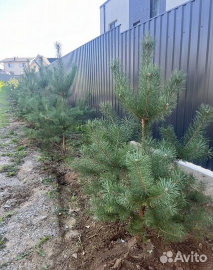 Саженцы сосны обыкновенной