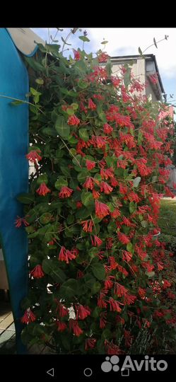 Жимолость Брауна