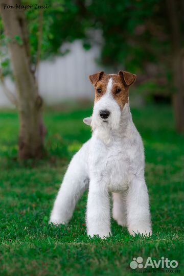 Щенки жесткошерстного фокстерьера