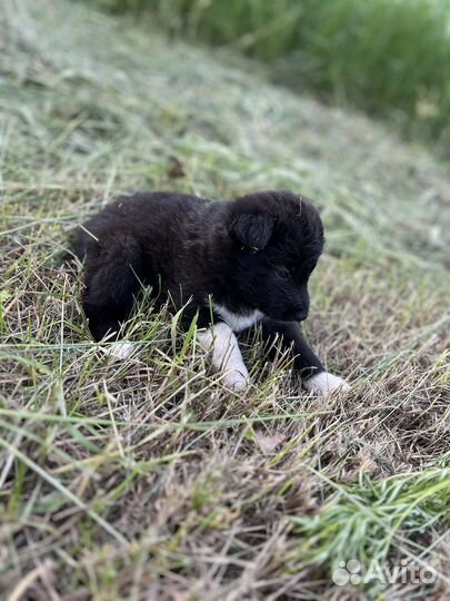 Отдам в добрые руки