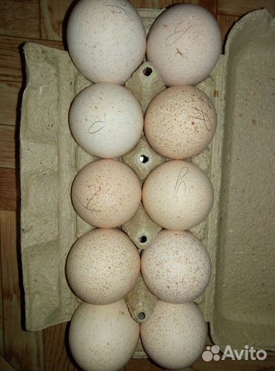 Инкубационное яйцо индейки