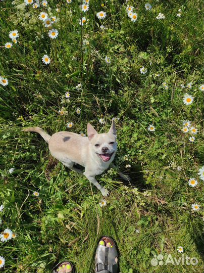 Собака вязка чихуа