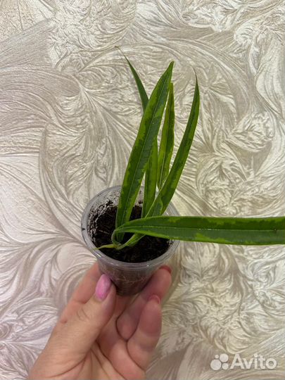 Комнатные цветы (01.10.2024)