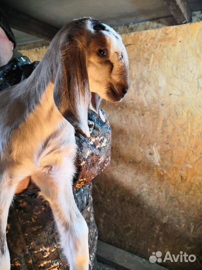 Обезроживаю козлят