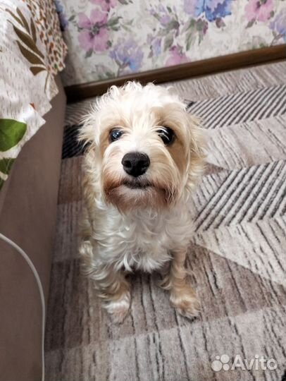 Йоркширский терьер