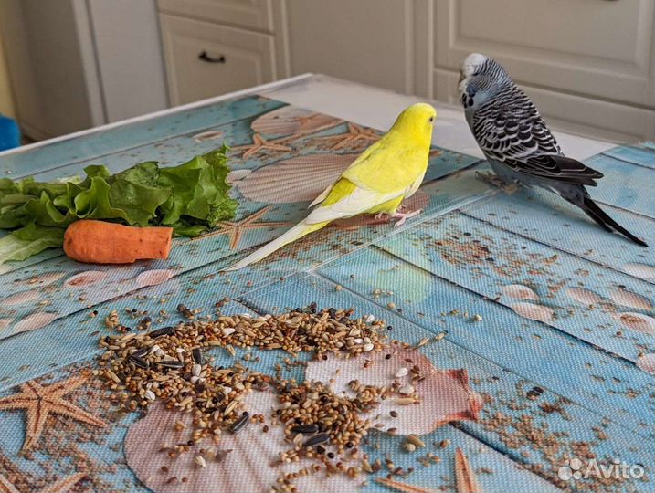 Яркая парочка попугаев