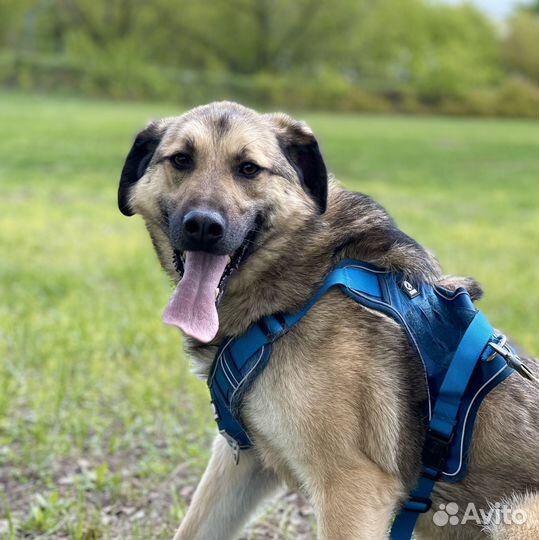 Жак. Нежный пёсик грустит в приюте