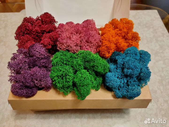 Мох стабилизированный