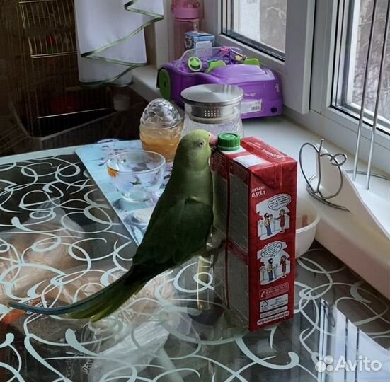 Ожереловый попугай