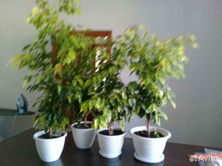 Фикус бенджамина