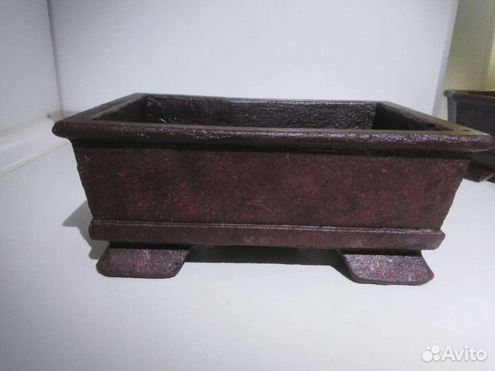 Плошка, бонсайница