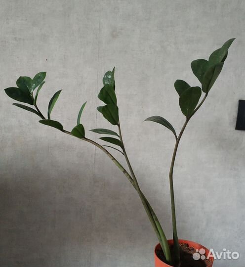 Замиокулькас