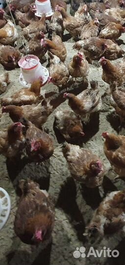 Мясо домашней птицы Бройлер, Корнишон, Индейка