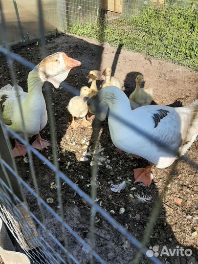 Холмогорские гуси